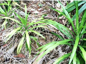 Kon Tum: Trồng sâm cau dưới tán rừng